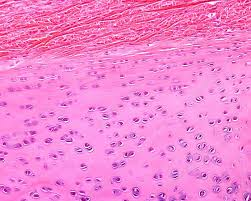 <p>Dense irregular connective tissue membrane surrounding cartilage.</p>
