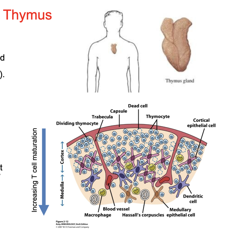 <p><u>Site of T and NKT and some ILC cell maturation</u></p><p>The thymus is a bi-lobed encapsulated organ with lobules, separated by connective tissue strands (trabeculae)</p><p>Outermost compartment (cortex) is densely packed with immature,<br>proliferating thymocytes</p><p>Inner compartment (medulla) is only sparsely populated with more mature thymocytes (due to selection)</p><p>During maturation thymocytes interact with cortical epithelial cells, medullary epithelial cells, dendritic cells, and macrophages</p><p>thymus gets smaller with age</p><p>cortex has the most immature T cells</p><p>immature T cells that make it through the medulla will be released and finish their development</p>