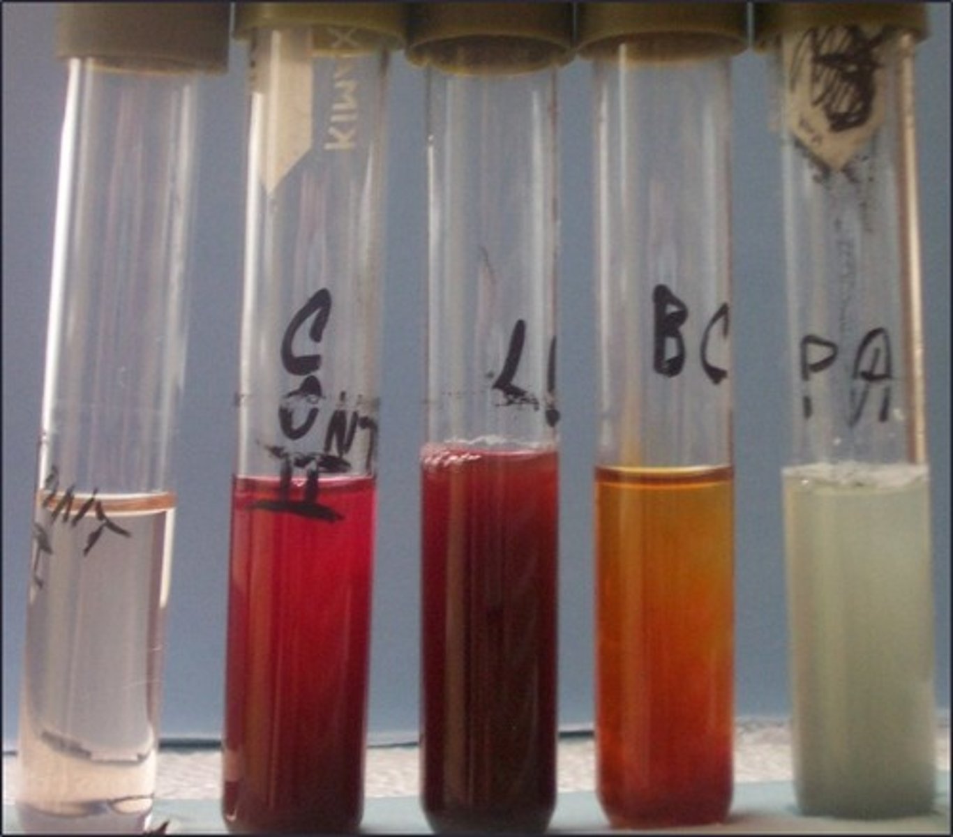 <p>Based on the picture, which organism(s) does not have nitrate reductase:</p>