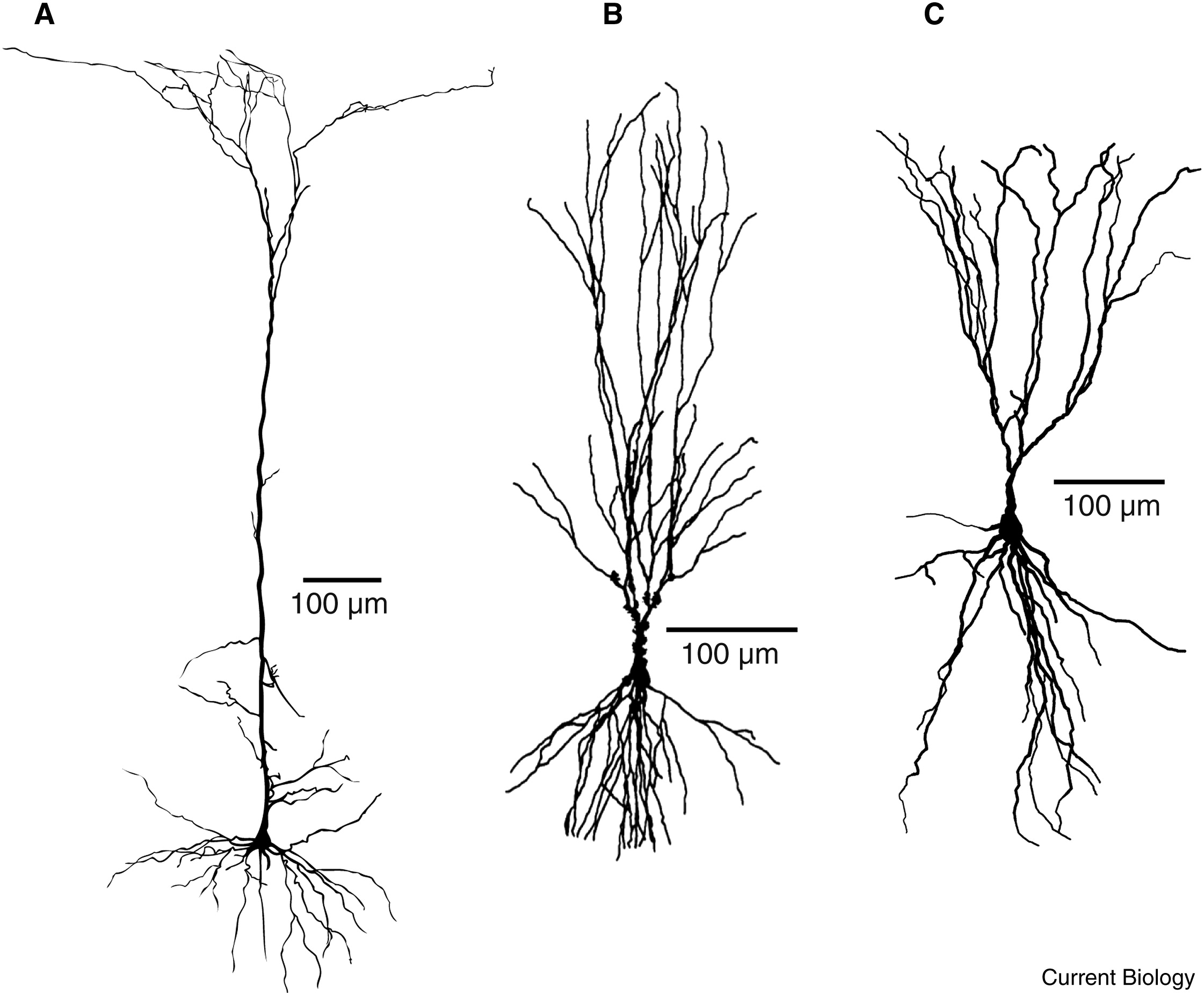 <p>in the cortex, travels deep into brain</p>