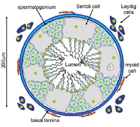 <ul><li><p>composed of:</p><ul><li><p>interstitial/ leydig cells→ produce testosterone</p></li><li><p>seminiferous tubules→ made of germ cells producing sperm</p></li><li><p>sertoli cells→ help in sperm production and produce inhibin</p></li></ul></li></ul><p></p>