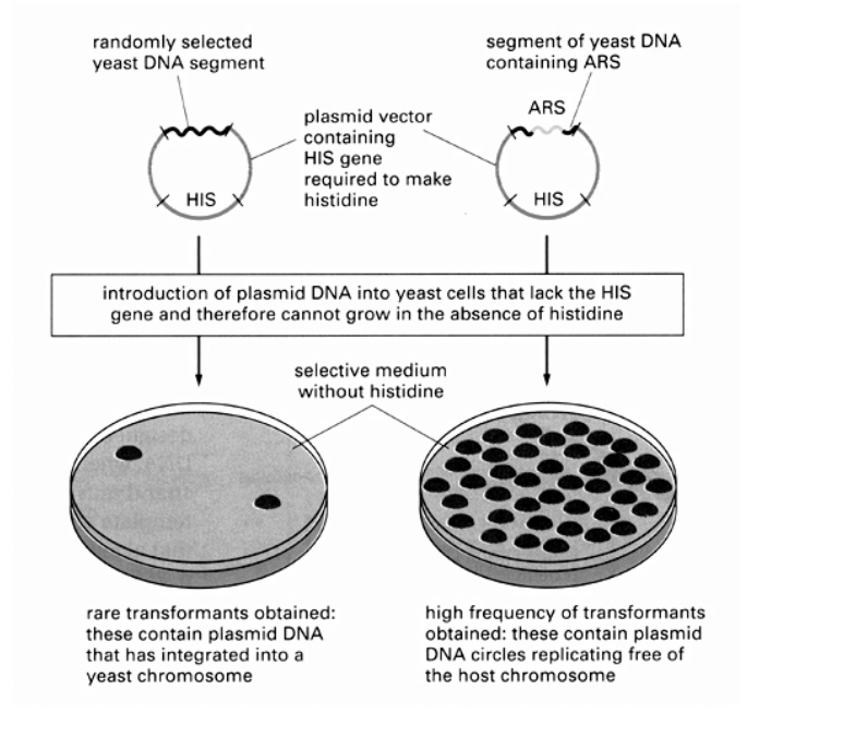 <ul><li><p>their ability to confer the ability to replicate</p></li><li><p>as an autonomous plasmids in yeast cells→ after ligation to an origin-less circular plasmid</p></li></ul><p></p>