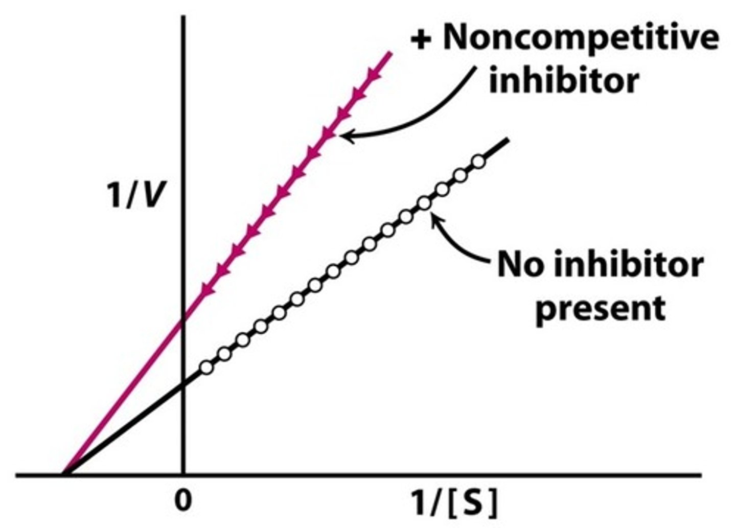 <p>The Lineweaver-Burke plot for a noncompetitive inhibitor will have the same x-intercept, but a higher y-intercept and slope. This indicates that the Km did not change, but the Vmax decreased.</p>