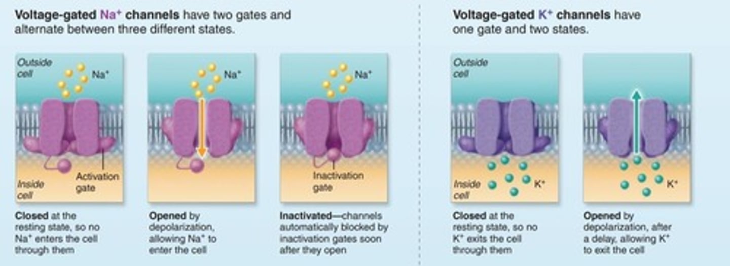 <p>They mediate the ion flow during action potentials.</p>