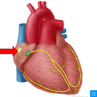 <p>triggers initial electrical impulse in heart</p>