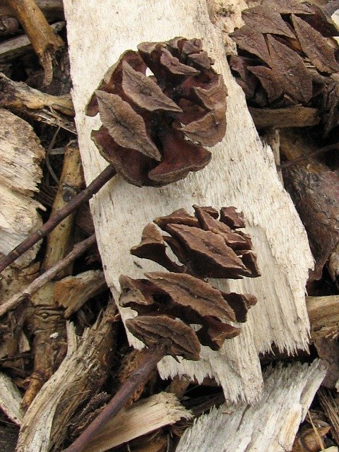 <p>Metasequoia glyptostroboides</p>