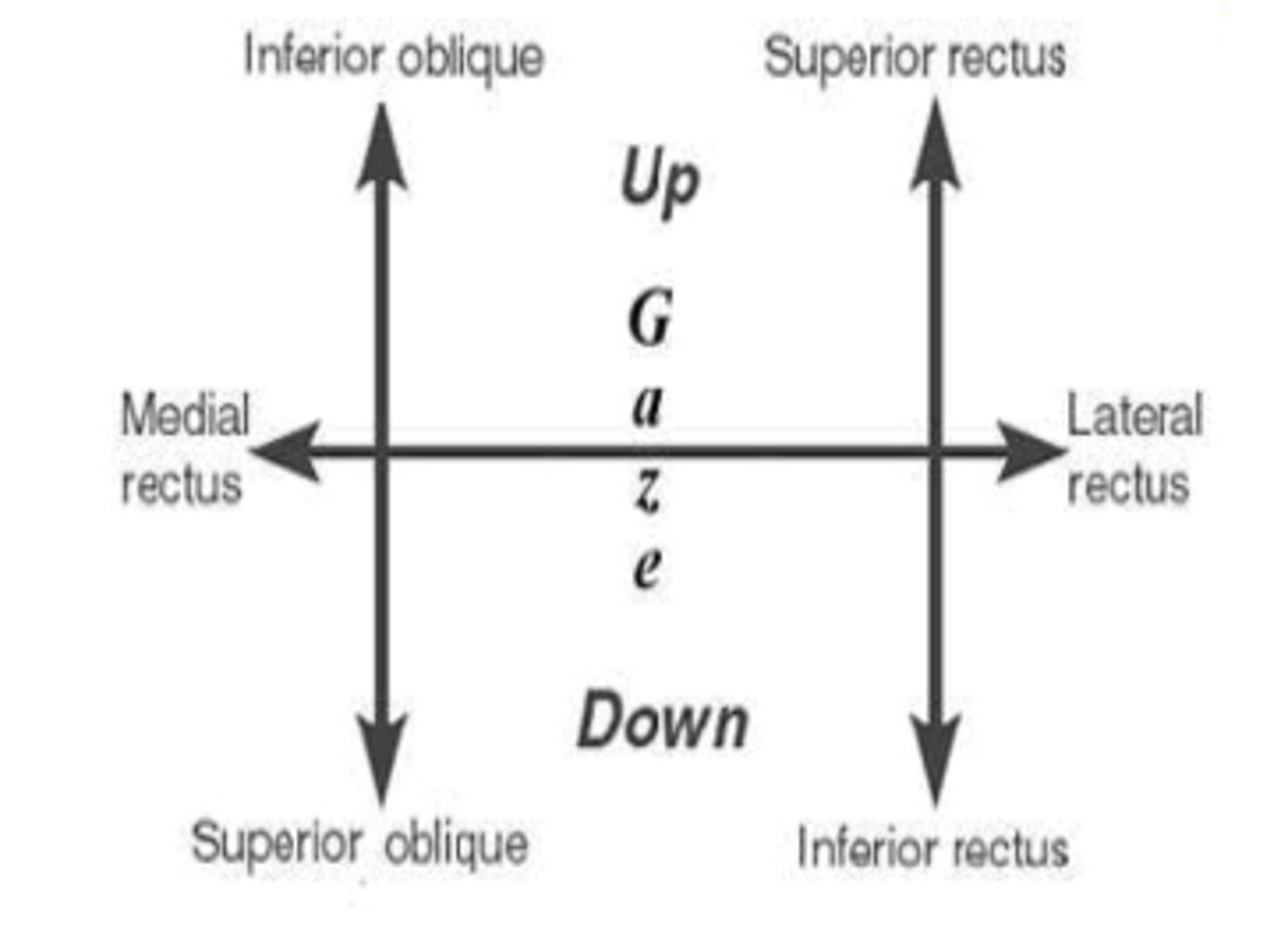 <p>- determine if ROM is full and gaze is conjugate (eyes move together)</p>