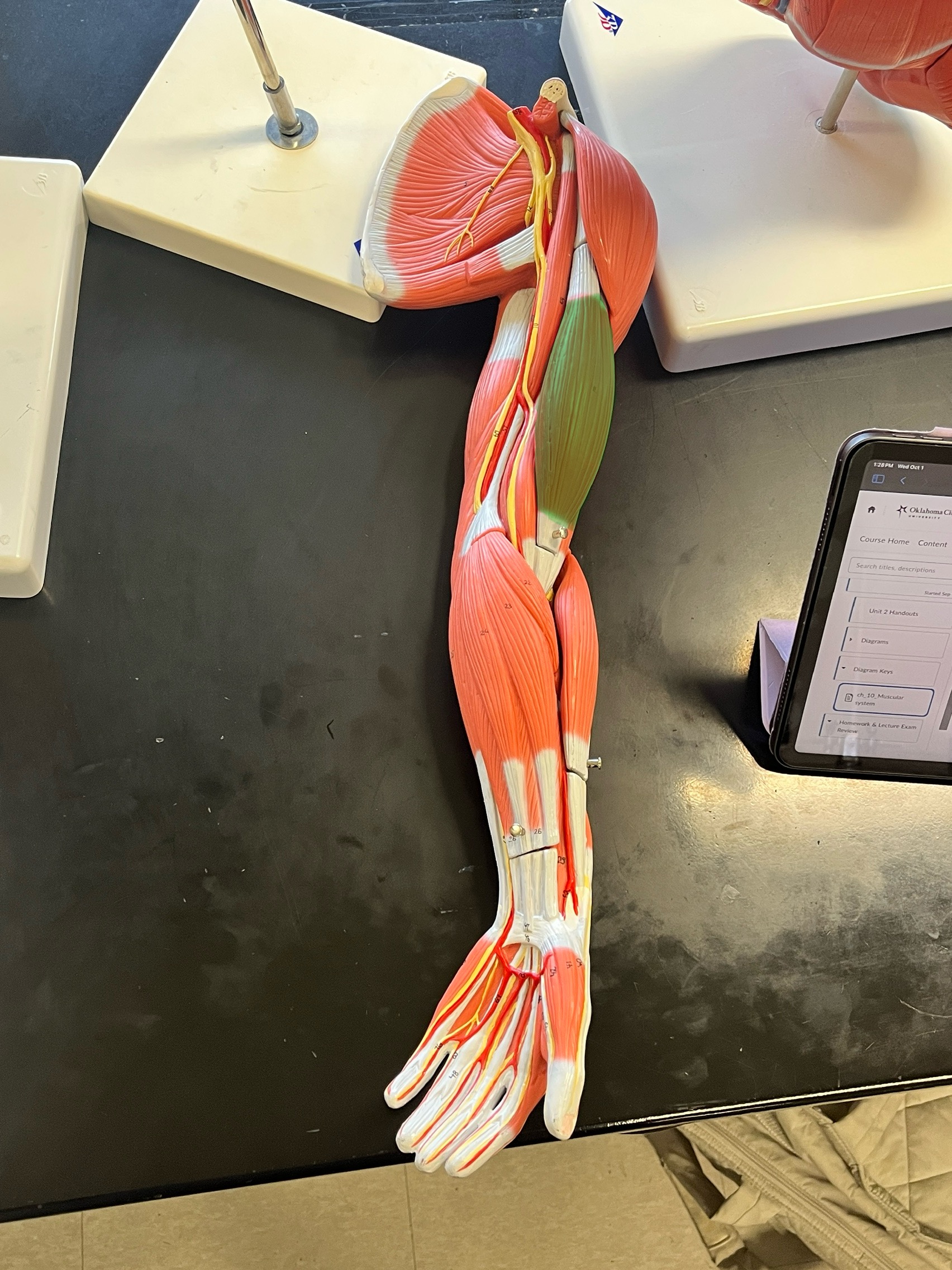 knowt flashcard image