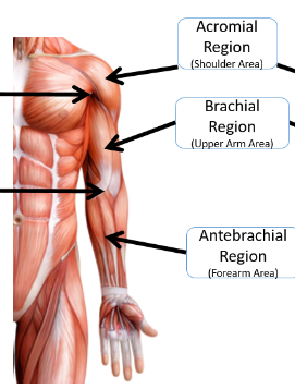 <p>proximal; it’s closer to the point of attachment (shoulder) than the more distal parts of the arm. Referring to the upper arm region, specifically the area between the shoulder and the elbow.</p>
