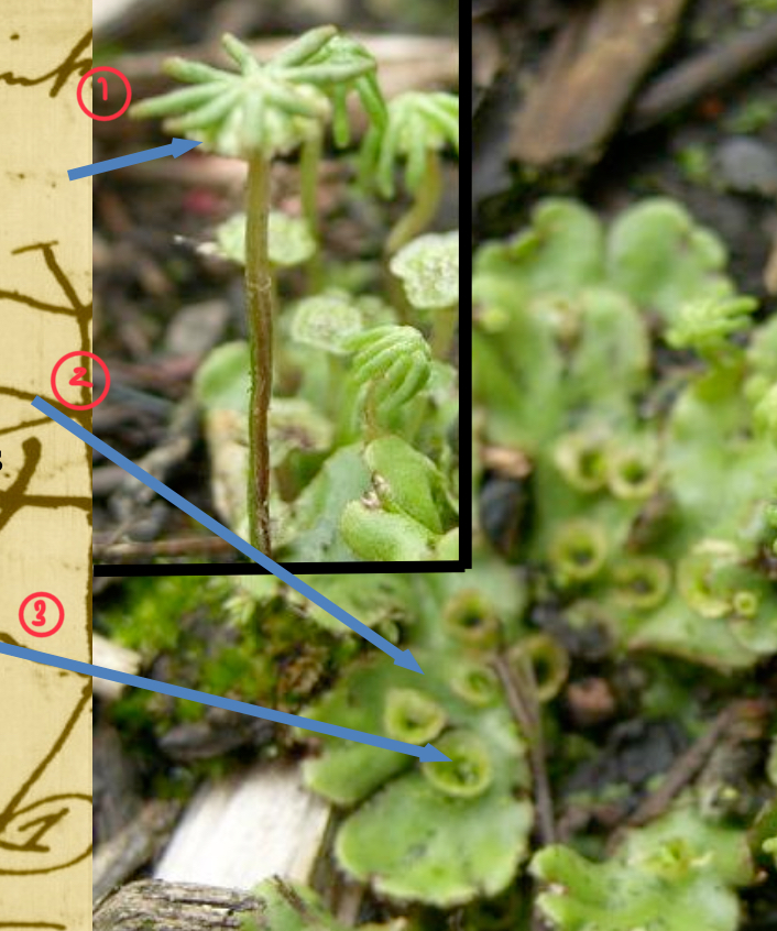 <p>List these 3 structures of a liverwort and state whether they’re haploid or diploid</p>