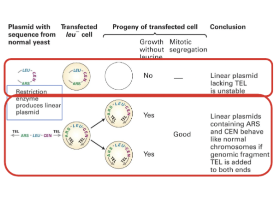 <ul><li><p>taking the circular DNA that contains the origin of replication and centromeres and cut it with restriction enzymes</p></li><li><p>introduces a linear plasmid. However, no colonies will form as linear plasmids without telomeres are unstable.</p></li><li><p>Only once a sequence for telomeres is added will the DNA be efficiently contained.</p></li><li><p>Linear plasmids</p></li><li><p>Linear plasmids containing ARS and CEN behave like normal chromosomes if genomic fragment TEL (telomeres) are added to both ends.</p></li></ul><p></p>