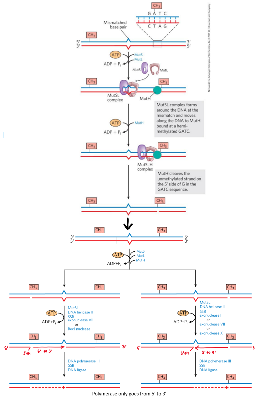 <p>fixes base-base mispairing + insertion/deletion</p><p><u>identification</u></p><ol><li><p>Dam methylase recognizes GATC site on parent strand + methylates</p><ol><li><p>reads site in 5’→3’ direction</p></li></ol></li><li><p>shortly after replication occurs → daughter strand doesn’t have methylation</p><ol><li><p>know which strand is parent + where mistake occurred</p></li></ol></li><li><p>MutS + MutL loaded onto dsDNA at lesion (mismtach) using ATP</p></li><li><p>complex slides along DNA until GATC methylation site encountered</p><ol><li><p>can slide right or left → direction-independent</p></li></ol></li><li><p>MutH cleaves non-methylated strand = single-strand nick made</p></li></ol><p><u>repair</u></p><ol><li><p>helicase unwinds DNA at nick site + moves to lesion</p></li><li><p>NTs b/w nick + lesion removed by exonuclease</p><ol><li><p>can be 5’→3’ or 3’→5’</p></li></ol></li><li><p>nick or exonuclease generates free 3’OH</p></li><li><p>non-damaged strand used as repair template for DNA polymerase</p></li><li><p>gap at end of repair sealed w/ ligase</p></li></ol><p></p>
