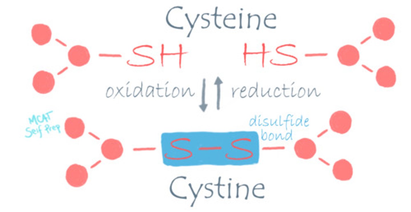 <p>Cysteine changes from its reduced form (-SH) in the intracellular environment to its oxidized form (disulfide bond) in the extracellular space.</p><p>Struggling with the one-letter abbreviations, three-letter abbreviations, structures, and the essential properties of Amino Acids? Learn how to conquer any Amino Acid MCAT question using Andrew's Amino Acid Mastery Course @ https://mcatselfprep.com/course/andrews-amino-acid-mastery-course/</p>