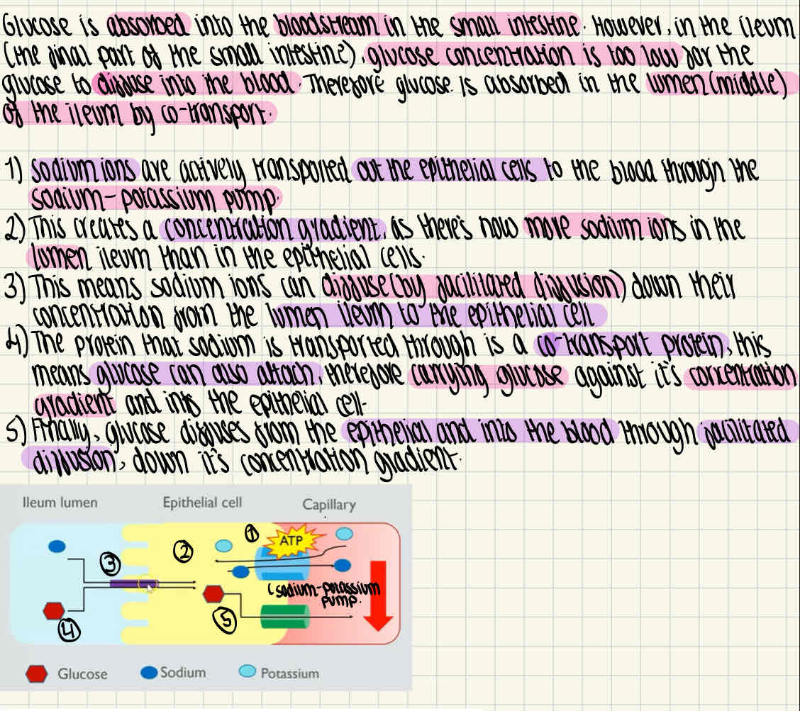 knowt flashcard image