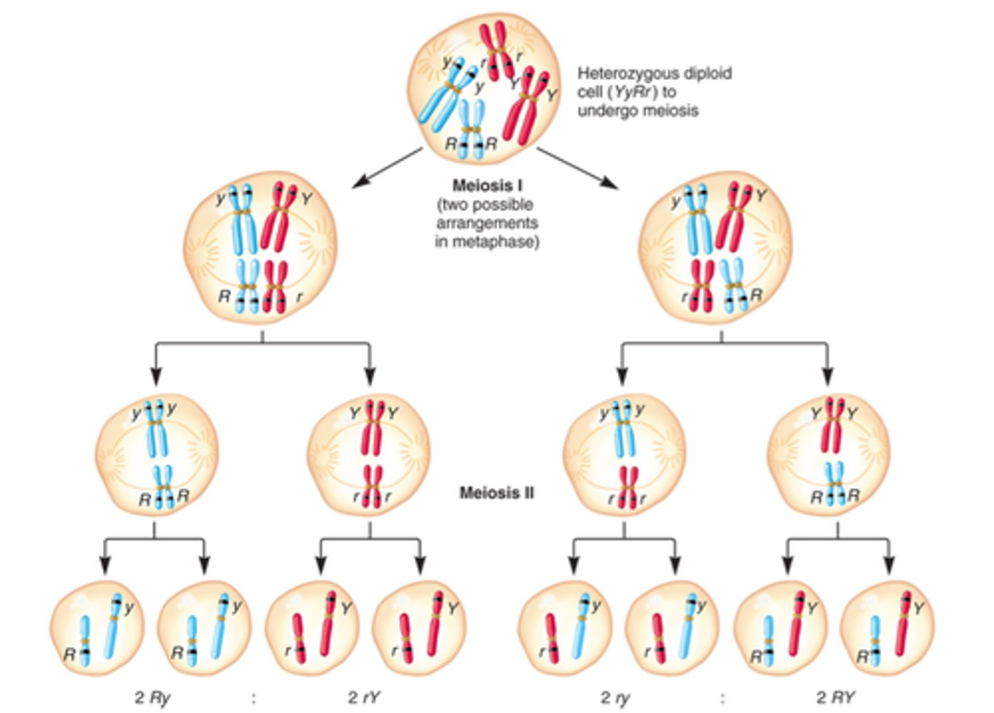 <p>the random distribution of the pairs of genes on different chromosomes to the gametes</p>