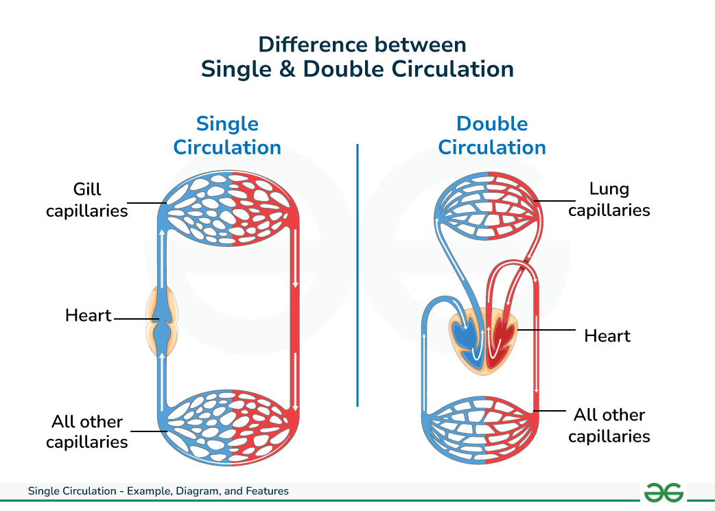<ul><li><p>Blood travels <strong>heart → gills → body → heart</strong>.</p></li><li><p>Gills oxygenate the blood; tissues use the oxygen; deoxygenated blood returns to heart.</p></li><li><p>This forms <strong>one continuous loop</strong> (single circuit).</p></li></ul><p></p>