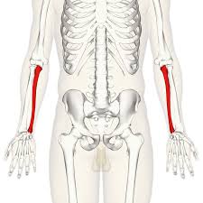 <p>Anatomy of Human Skeleton</p>