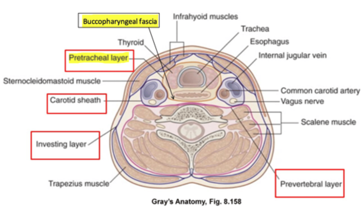 <p>The Buccopharyngeal fascia is thin lamina of the prevertebral fascia that surrounds what?</p>