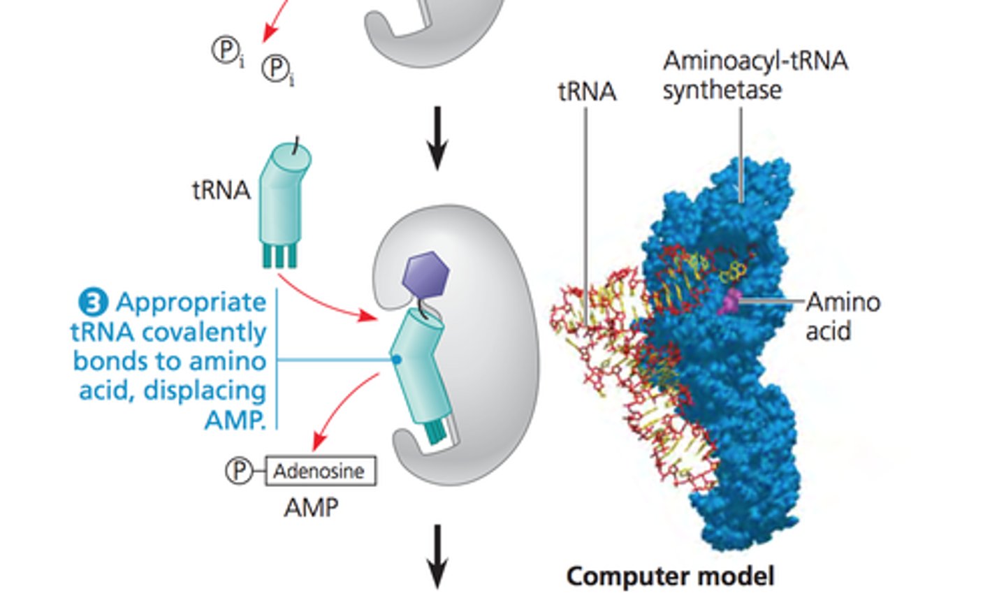 <p>An enzyme that joins each amino acid to the appropriate tRNA.</p>