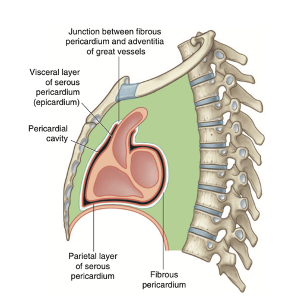 <p>. Visceral layer or Epicardium (innermost). Adheres to the heart</p><p>. Parietal layer (outermost)</p><p>Between these layers is the pericardial fluid (pericardium cavity )</p>