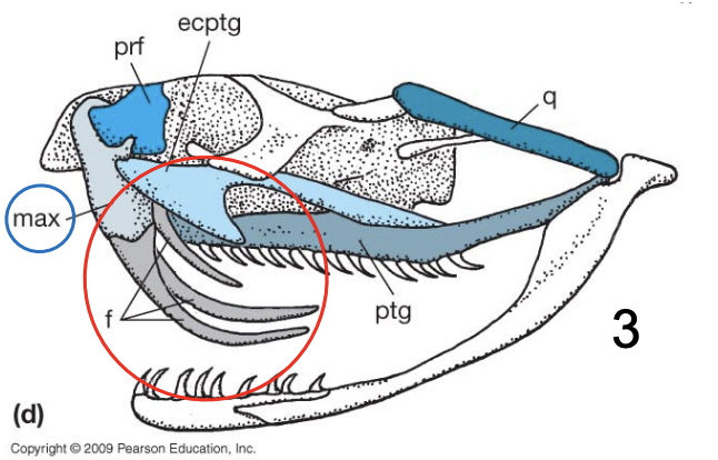 <p>The hollow fangs are the only teeth on the max; mobile, can be erected (when mouth open) or folded (when mouth closed) (Viperidae)</p>