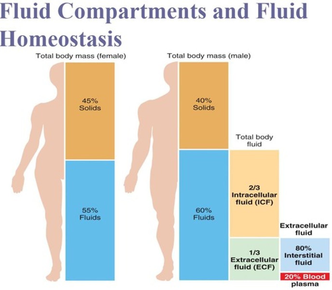 <p>Intracellular fluid (⅔) and extracellular fluid (⅓).</p>