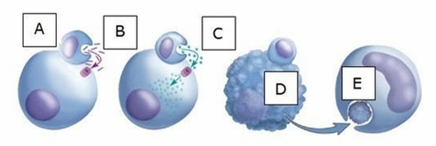 <p>Which letter represents a macrophage?</p><p>A) A</p><p>B) D</p><p>C) E</p><p>D) A and D</p><p>E) D and E</p>