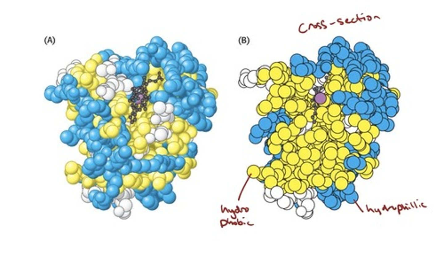 <p>- Water-Soluble Proteins Fold into Compact Structures</p><p>- refers to the spatial arrangement of</p><p>amino acids that are far apart in the primary structure and</p><p>to the pattern of disulfide bond formation</p><p>- This level of structure is the result of interactions between</p><p>the R groups of the peptide chain.</p><p>– Salt bridges (electrostatic)</p><p>– Disulfide bonds (cysteine residues)</p>