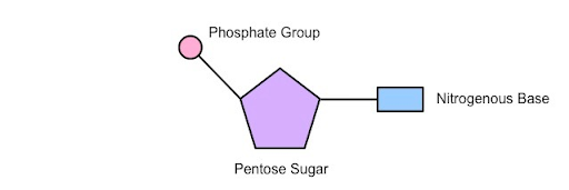 <ul><li><p>Phospahte group</p></li><li><p>Nitrogenous Base</p></li><li><p>Pentose Sugar</p></li></ul>