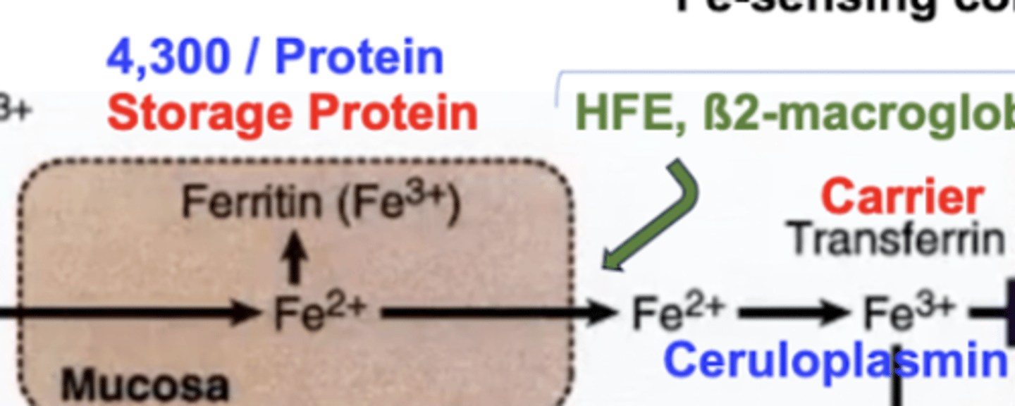 <p>Iron has the freedom of tagging along with Ferritin (the iron binding protein) as ferric iron in order for storage, or it can be transported to where it is required in the blood by Transferrin. This requires some things though (see below):</p><p>Ferritin can store up to 4,300 iron molecules per protein, and is notably known as the iron storage protein</p><p>Hemochromatosis is a disease caused by iron overload (ferritin carries greater than its carrying capacity)</p><p>Hemosiderin deposits in the liver (leads to cirrhosis), pancreas (leads to diabetes), joints (arthritis), and skin (dermatitis).</p><p>Iron-sensing complex consists of HFE, B2-macroglobulin, and other funny proteins. This complex, with hepcidin as its control, allows iron to be released into the blood for transport by transferrin. Ceruloplasmin oxidizes iron (ferrous) into iron (ferric) to bind to transferrin.</p><p>Ceruloplasmin AKA ferroxidase requires Cu (copper).</p><p>Iron MUST be bound to something in order to traverse the body, it CANNOT be by itself, or else it will form complexes with things it’s not supposed to.</p>