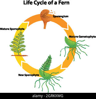 <p>Vascular plant, root like stems called rhizome, reproduce through spores </p>