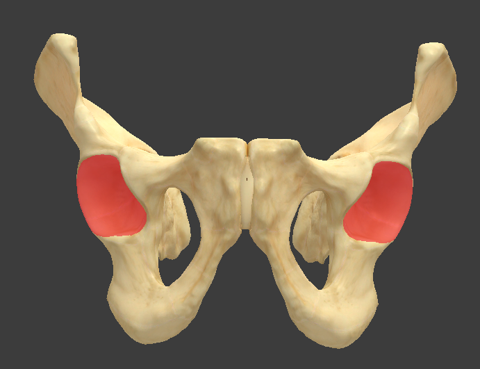 <p>What structure is highlighted in red? What is its function?</p>