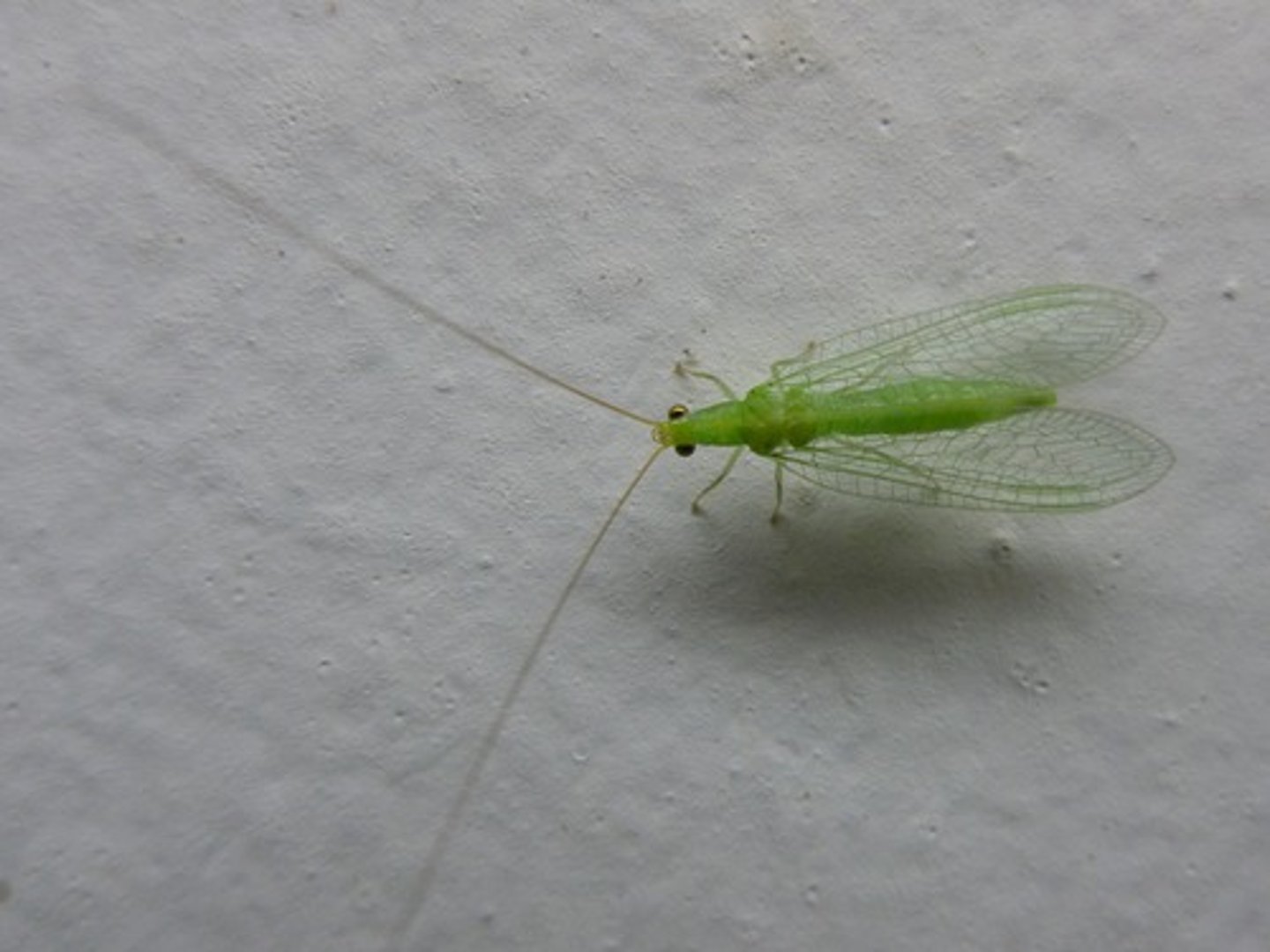 <p>Gaasvliegen, bolle ogen, groen, lang lichaam, lange antennes</p>