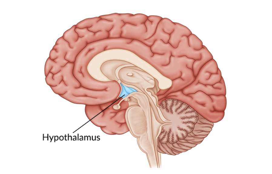 <p>hypothalamus</p>