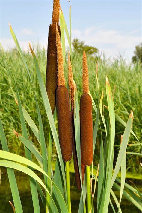 Broadleaf cattail 