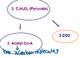 <p><strong>MUST</strong> occur because the next cycle (citric acid/Krebs cycle) <strong>CANNOT</strong> process <em>3 carbon molecules</em></p><p>removed carbon is given off as 2 CO2 molecules</p><p><strong><em>produces 0 ATP</em></strong></p>