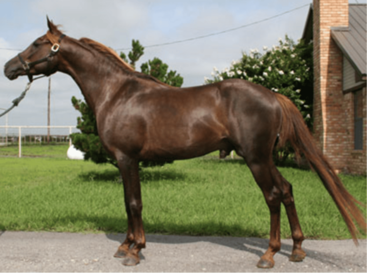 <p>this type of Chestnut is very dark reddish brown, common in morgan horse</p>