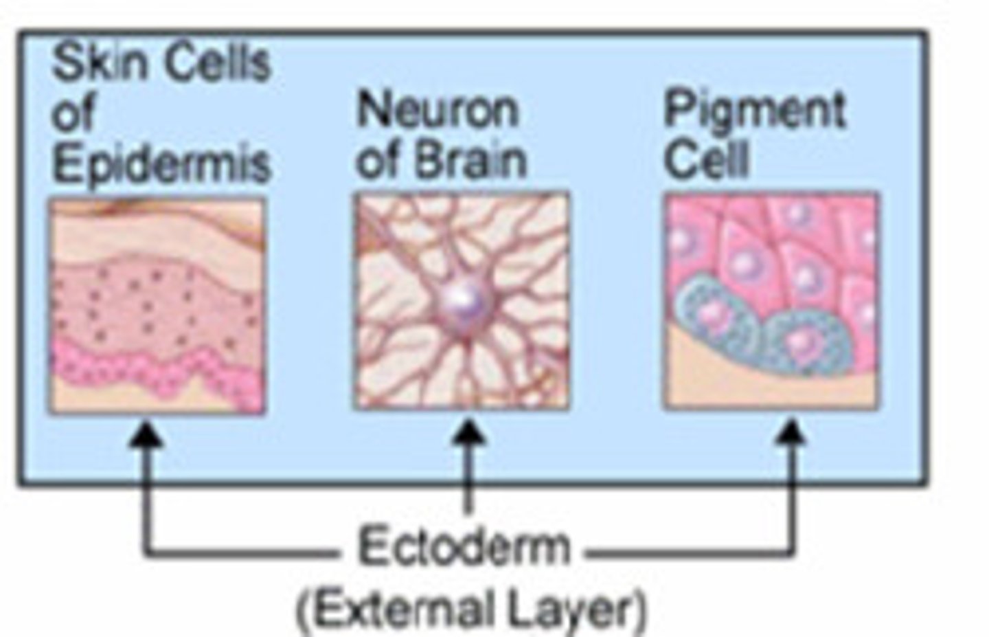 <p>outermost germ layer (develop into skin and nervous system)</p>