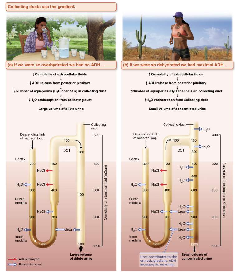 <p><strong>Overhydration </strong></p><ul><li><p><span style="color: blue;"><strong><mark data-color="blue" style="background-color: blue; color: inherit;">Produces LARGE volume of dilute urine </mark></strong></span></p><ul><li><p><span style="color: red;"><strong>ADH production decreases</strong></span>; <strong>urine ~100 mOsm</strong> </p></li><li><p>IF aldosterone present, additional ions can be removed, causing water to dilute to ~50 mOsm </p></li></ul></li></ul><p><strong>Dehydration </strong></p><ul><li><p><span style="color: red;"><strong><mark data-color="red" style="background-color: red; color: inherit;">Produces SMALL volume of concentrated urine </mark></strong></span></p><ul><li><p><span style="color: green;"><strong>Maximal ADH is released</strong></span>;<strong> urine ~1200 mOsm </strong></p></li><li><p>Severe dehydration: 99% water reabsorbed </p></li></ul></li></ul><p></p>
