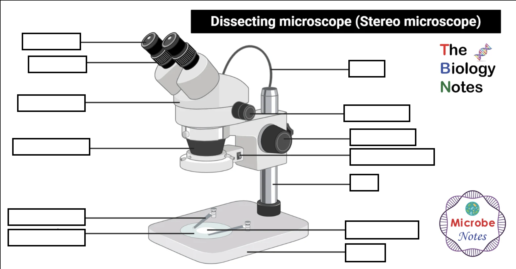 IDENTIFY THE PARTS OF THE MICROSCOPE.