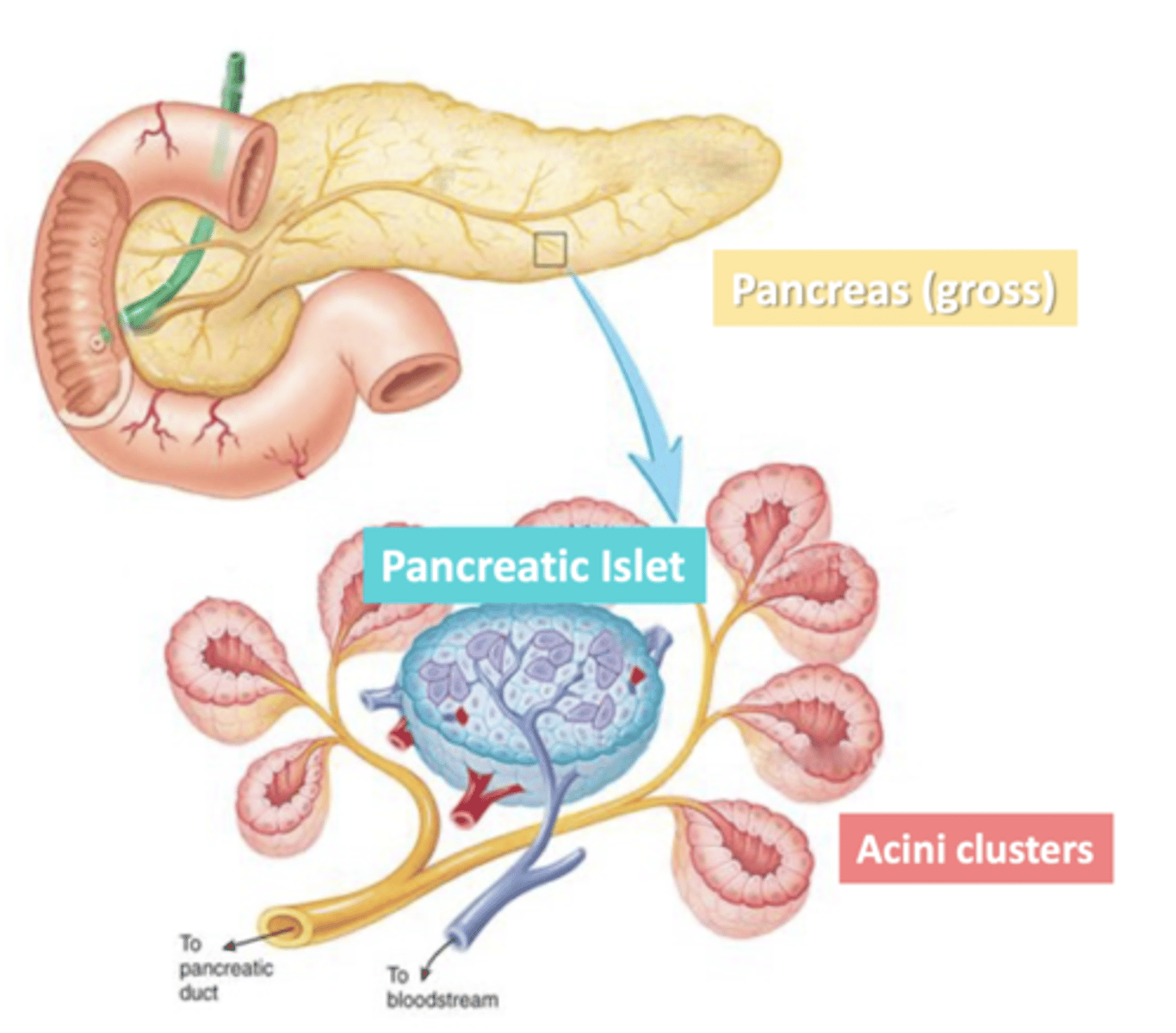 <p>clusters of exocrine cells</p><p>-secrete digestive (pancreatic) juice through pancreatic duct</p><p>-surrounded a duct they secrete into</p>