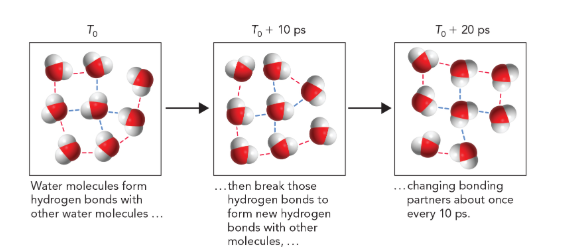 <p>short (bonds break and reform with other water molecules every 1-10 picoseconds) (called flickering clusters)</p>