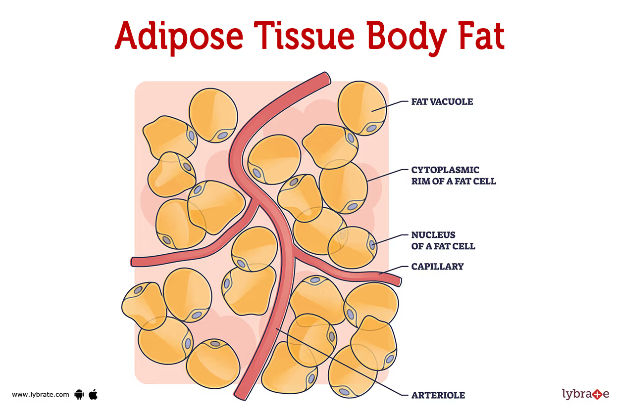 <p>Specialized areolar tissue rich in stored fat.</p>