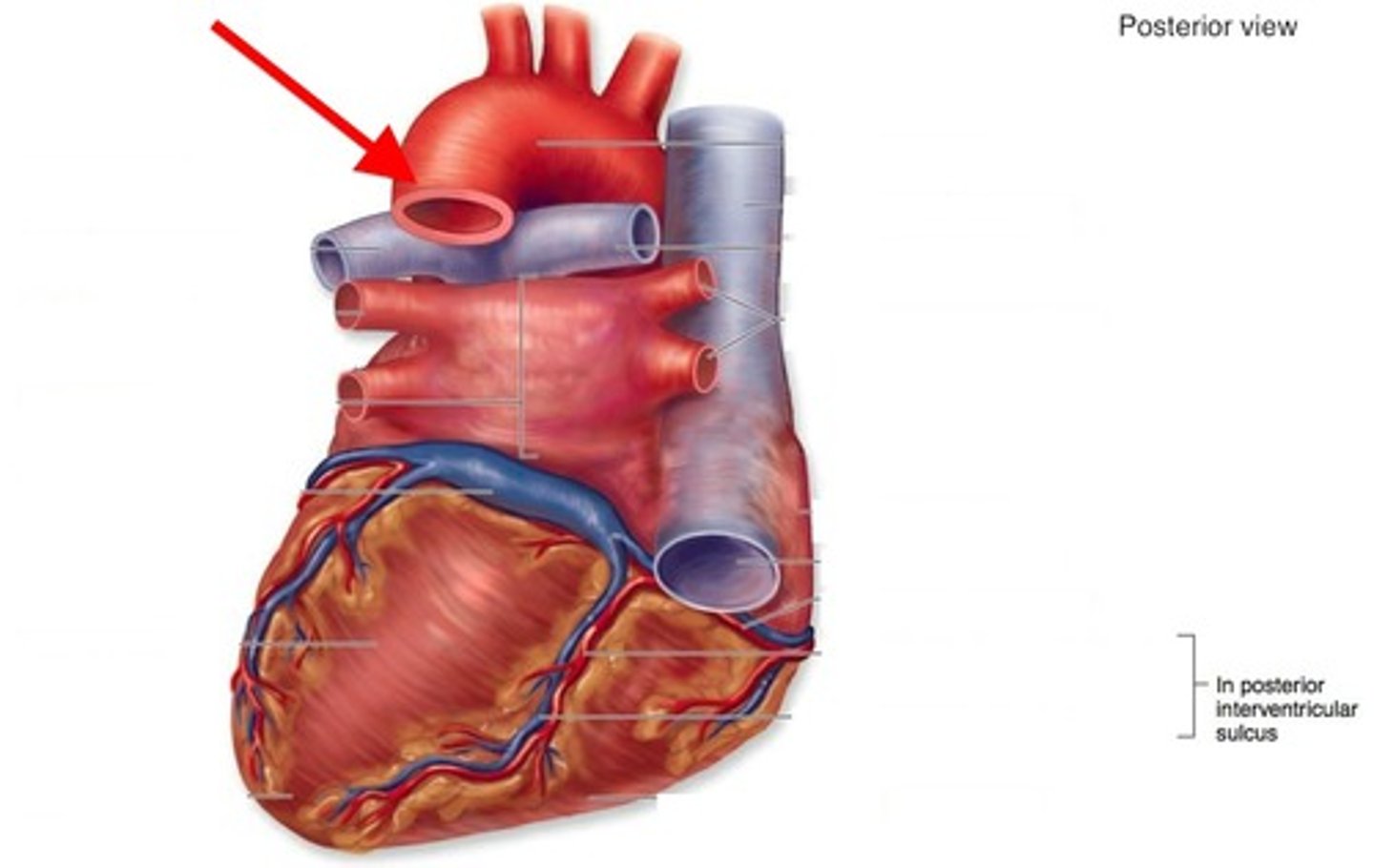 <p>starts just after ligamentum arteriosum attachment to aorta</p>