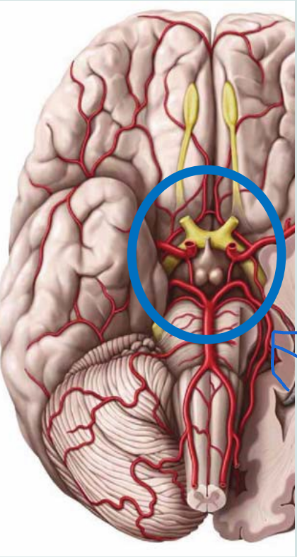 <p>What is this structure called?</p>
