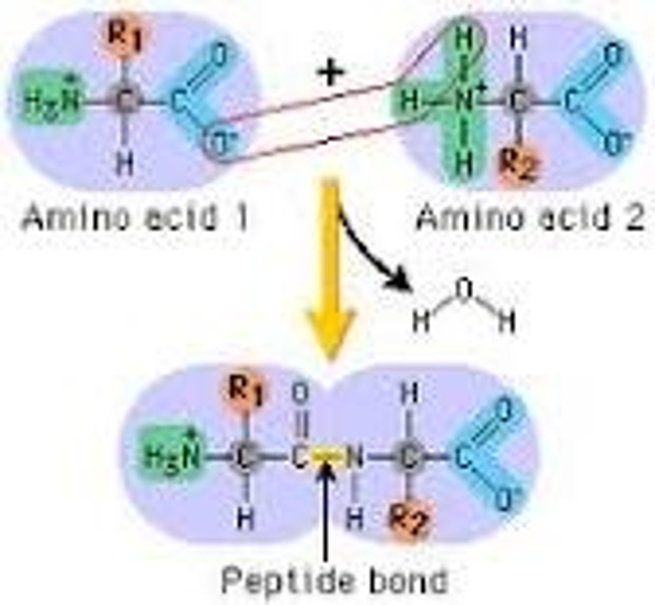 <p>This bond occurs when the amino group from one protein joins with the carboxyl group of another, forming a dipeptide.</p>