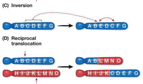 <p><strong>Inversion</strong><br> A chromosome segment breaks and rejoins in the reverse orientation (“flipped”)<br> Can result in loss-of-function mutations</p><p><strong>Translocation</strong><br> A chromosome segment breaks off and inserts into another non-homologous chromosome<br> Often involves reciprocal exchange of segments between chromosomes<br> Can place a gene next to a new control region, altering its expression</p>