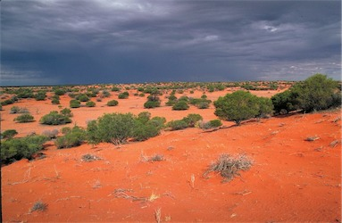 <p>mallee shrublands, southern Australia.</p><p>.</p><p>Found in southern parts of the continent Include eucalypt, acacia and shrub steppe Less than 8metres tall Fire threat is determined by scattered clumps of shrubland Above average rainfall promotes growth of grasses and can increase fire risk</p>