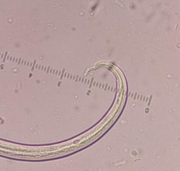 <p>hair lungworm</p>
