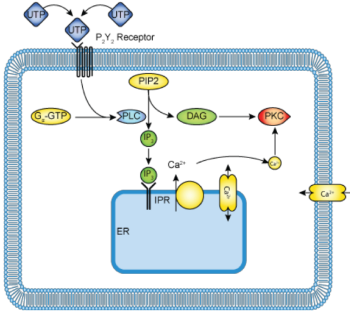 <p>metabotropic receptors </p>